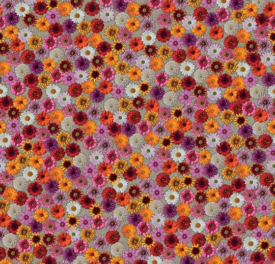 000538 multifloral